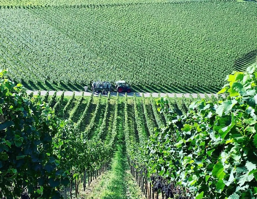 Rüdlins-Winzerhof-1