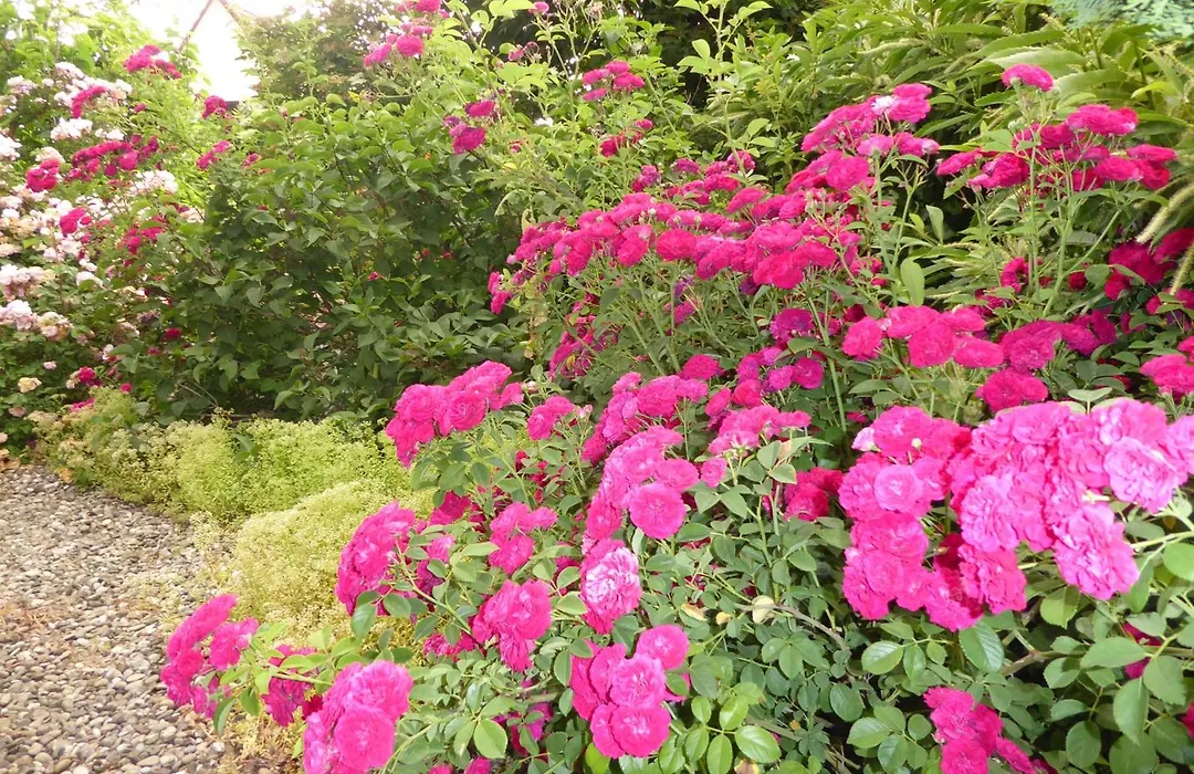 Pension Zur Rose-1
