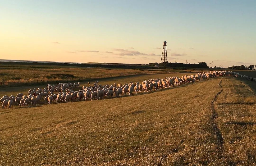 Nordseebrise KrummhörnLoquard-1