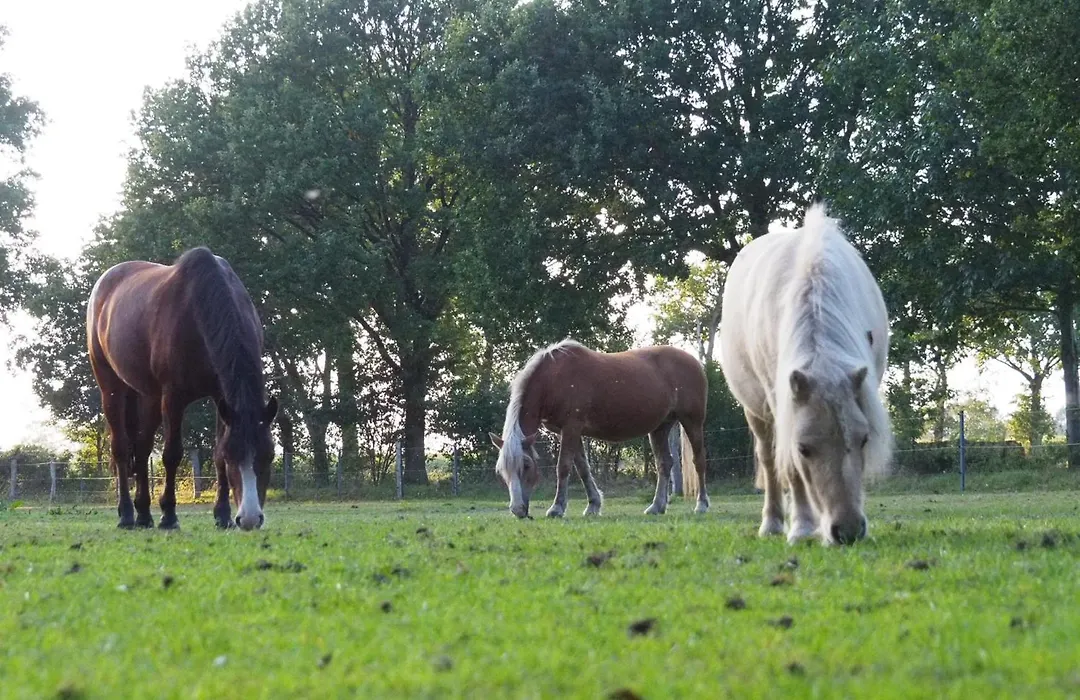 Ferienhof Tödter-1