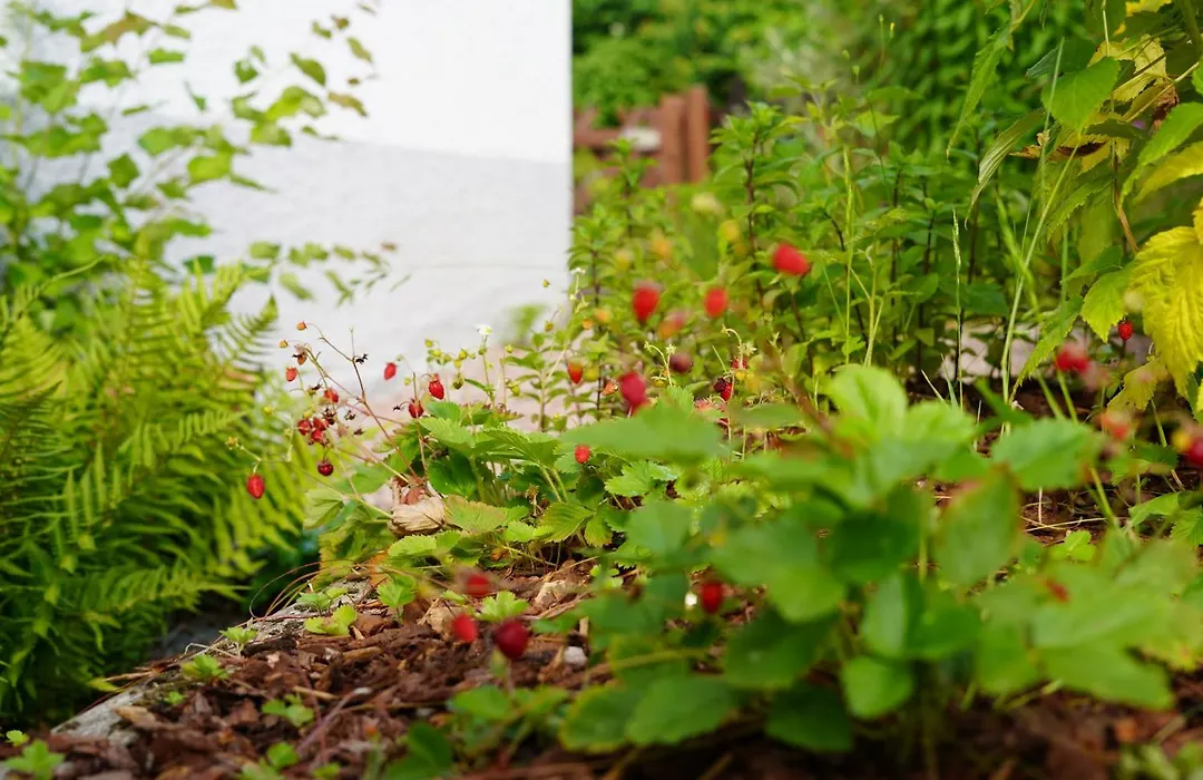 Happywild-1