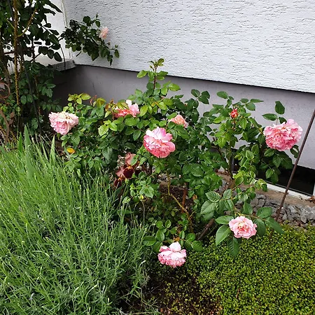 Pension Boitz-2