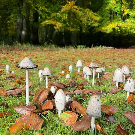 Hotel Garni Jagdschloss Waldsee Mit Fruehstuecksbuffet & Schlosskueche Fuer Selbstversorger-2