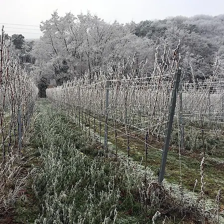 Weinstube Schwarzamsel-2