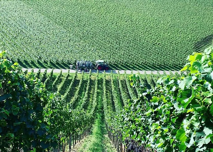 Ferienwohnung Rüdlins-Winzerhof Auggen, Deutschland