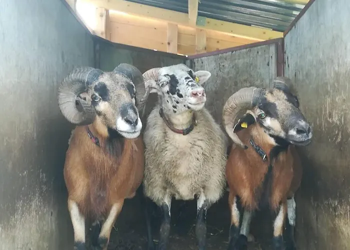 Gemuetliche Wohnung Auf Dem Ziegenhof Lemgo, Germany