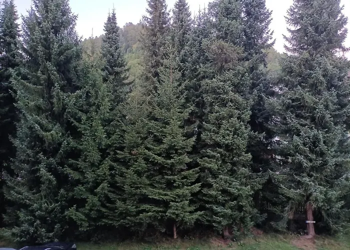 Sonnenkalb