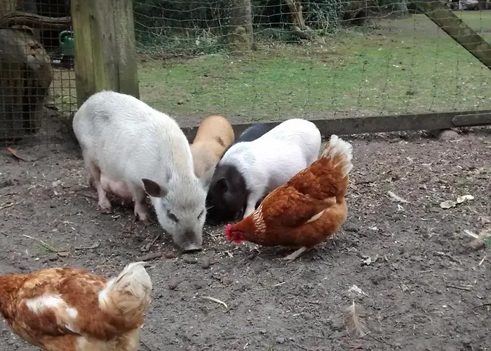 Waldgasthof Röckers-Ferienwohnung Hahnenkrai Meppen, Deutschland