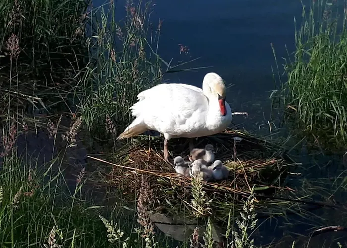 Appartements Bank Am See
