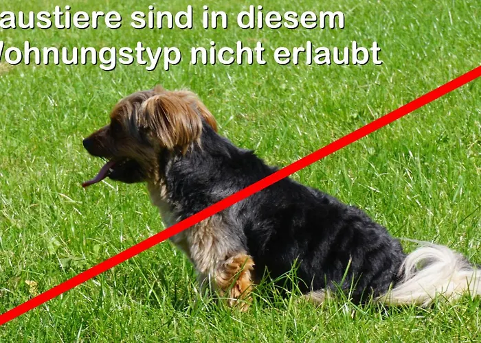 Aritee s Sonnenschein