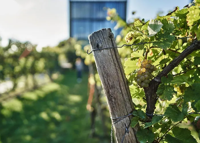 Im Weingut Am Stein