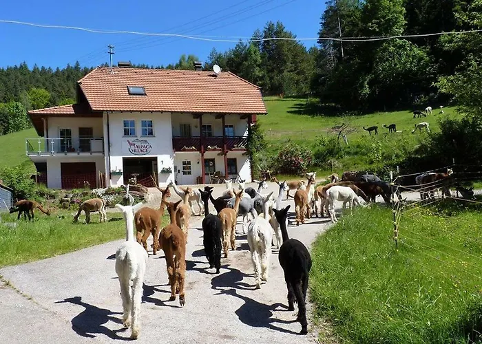 Alpaca-Village Lauterbach , Germania